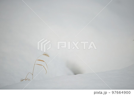 目 冬 白 97664900