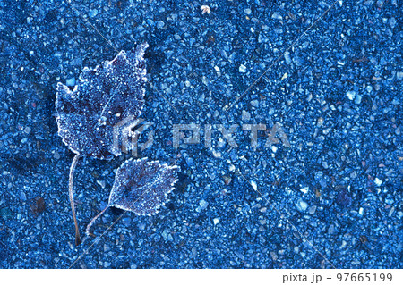 Frozen leaf of wood in frost lies on asphalt. Minimalism. Background for splash screen.. 97665199