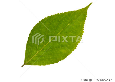 切抜き素材 綺麗な紫陽花の葉っぱのイラスト素材