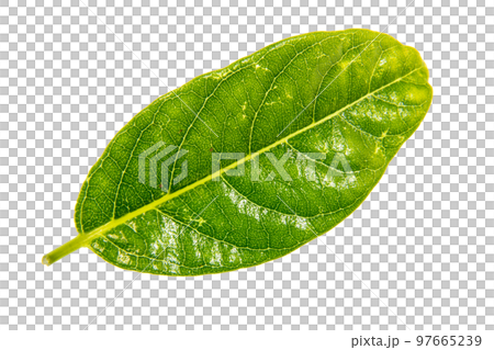 剪紙材料明亮的花束葉子 剪紙材料明亮的花束葉子 97665239