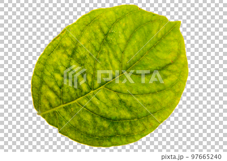 鏤空材料山茱萸葉 97665240