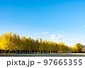 青空の銀杏並木 97665355
