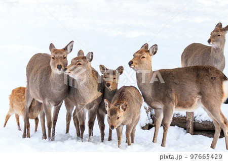 北海道千歳市、雪原でたたずむエゾシカ一家【12月】 97665429