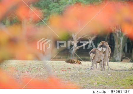 奈良公園　紅葉　鹿 97665487