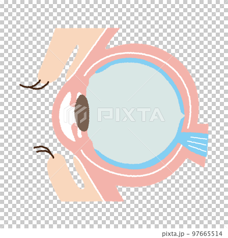 Eye structure 97665514