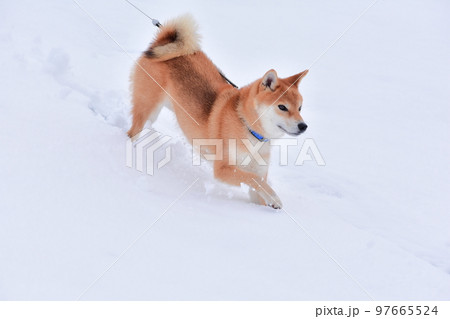 柴犬 97665524