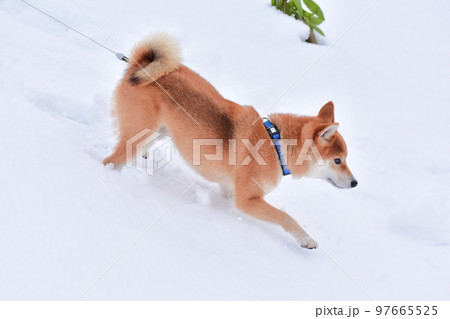 柴犬 柴犬 97665525