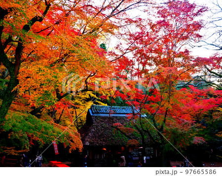 奈良公園・春日野もみじの里・水谷茶屋の紅葉 奈良公園・春日野もみじの里・水谷茶屋の紅葉 97665586