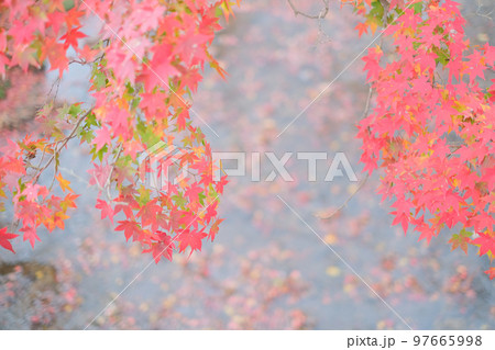 奈良公園　紅葉 97665998