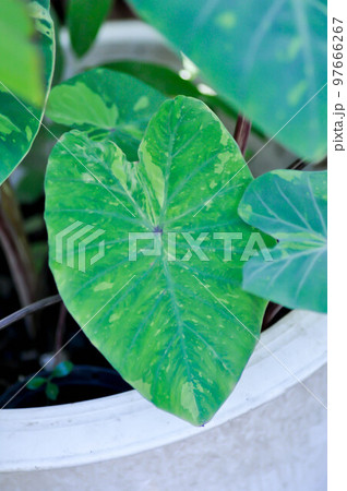 Colocasia esculenta, Lemon Lime Gecko or Colocasia 97666267