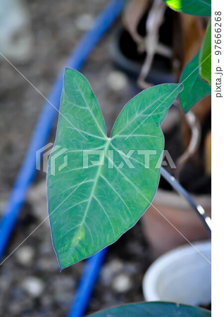 xanthosoma sagittifolium, malanga or xanthosoma or Colocasia 97666268