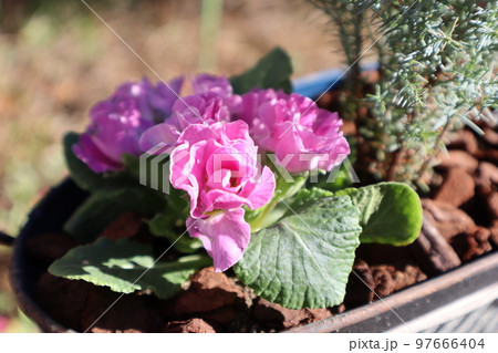 陽ざしを浴びるプリムラジュリアン 97666404