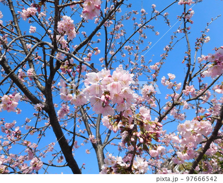 帷子川沿いの桜 97666542