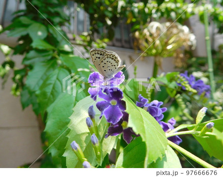 デュランタとヤマトシジミ 97666676