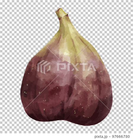 新鮮無花果的水彩風格插圖 新鮮無花果的水彩風格插圖 97666780