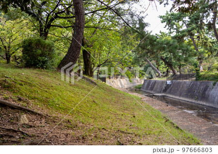 西宮・緑豊かな夙川の川岸 97666803