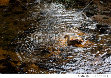 夕方の浅瀬にたたずむ一羽のカルガモ 97666804