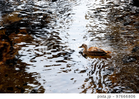 浅い川の水面に浮かぶ一羽のカモ 97666806