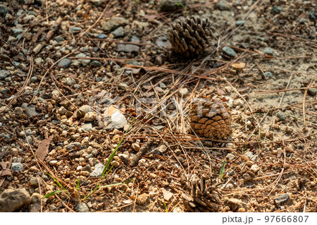 地面に落ちた松ぼっくり 97666807