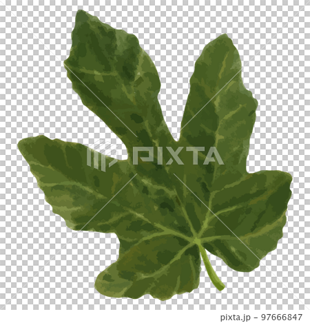 Watercolor illustration of fig leaf 97666847