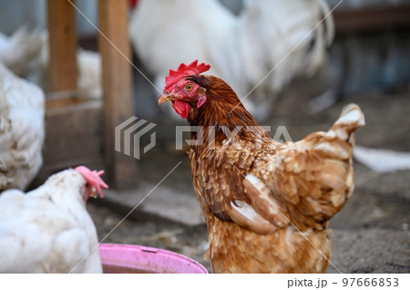 A beautiful hen with a red crest and brown feathers walks around the farmyard among the white chickens. Close-up of the bird, blurred background. 97666853