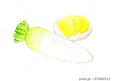 大根とたくあんのセット　野菜と漬物の手描き水彩イラスト素材 97666912