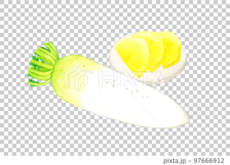 大根とたくあんのセット　野菜と漬物の手描き水彩イラスト素材 97666912