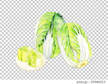 Chinese cabbage and Chinese cabbage pickles set Hand-drawn watercolor illustrations of vegetables and Japanese food 97666913