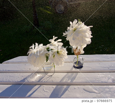Beautiful white peonies design in the rain in the garden Beautiful white peonies design in the rain in the garden 97666975