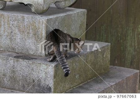 松山 石手寺の猫 松山 石手寺の猫 97667063