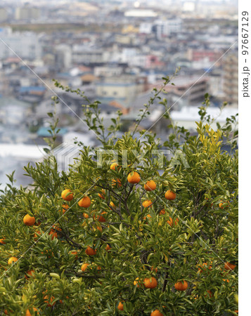 山の斜面の蜜柑畑と街の風景 山の斜面の蜜柑畑と街の風景 97667129