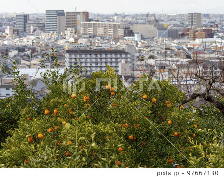 山の斜面の蜜柑畑と街の風景 97667130