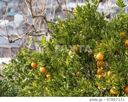 山の斜面の蜜柑畑と街の風景 山の斜面の蜜柑畑と街の風景 97667131
