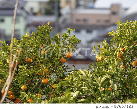 山の斜面の蜜柑畑と街の風景 山の斜面の蜜柑畑と街の風景 97667132