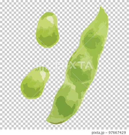 枝豆の水彩風イラスト 97667429