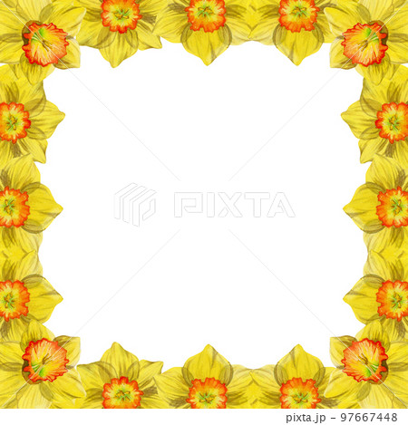 Watercolor hand drawn square frame with spring flowers, daffodils, snowdrops, branches, leaves. Isolated on white background. Design for invitations, wedding, greeting cards, wallpaper, print, textile 97667448
