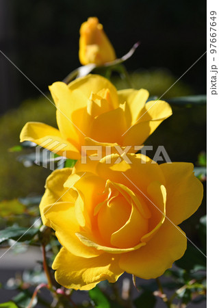 バラ(ヘンリー・フォンダ) バラ(ヘンリー・フォンダ) 97667649