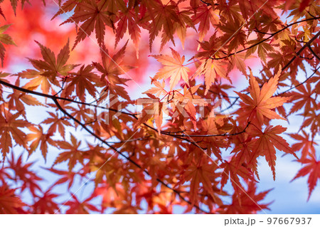 紅葉・秋イメージ 紅葉・秋イメージ 97667937