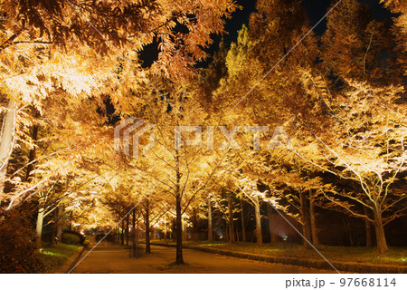 六甲山　森　紅葉 97668114
