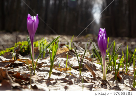 Sunlit purple crocus flowers, Crocus tommasinianus, Barr's purple, blooming in Spring, side view, green foliage background Sunlit purple crocus flowers, Crocus tommasinianus, Barr's purple, blooming in Spring, side view, green foliage background 97668283