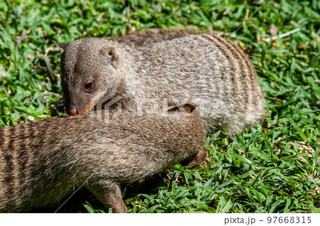 Banded Mongoose -Mungos mungo- being caring an playful 97668315