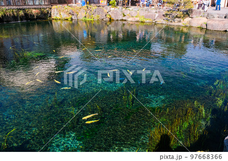 山梨県 忍野村 忍野八海、中池 97668366