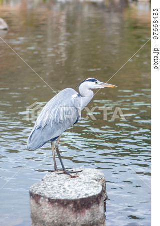 アオサギ・水辺 アオサギ・水辺 97668435