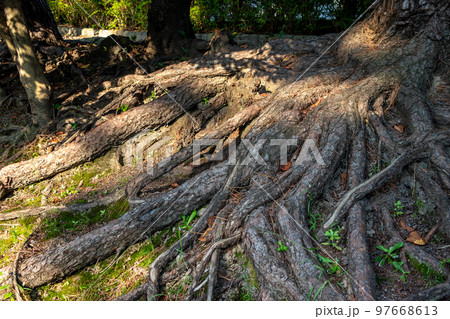 地面に露出した木の根 97668613