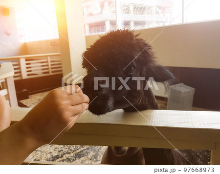 girl feeding Alpaca in the city contact zoo 97668973