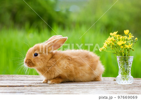 Cute ginger rabbit with bouquet of yellow flowers on green nature background 97669069