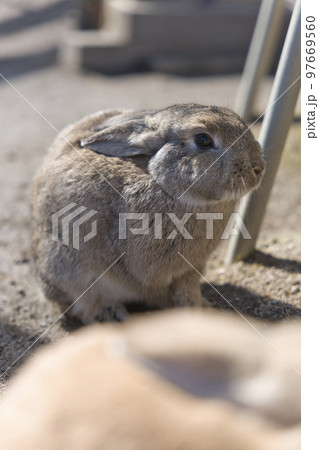 冬のモフモフうさぎ 97669560