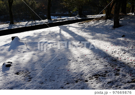 真っ白な雪の上にピンク色のハート型のサザンカの花びらが落ちる 97669876
