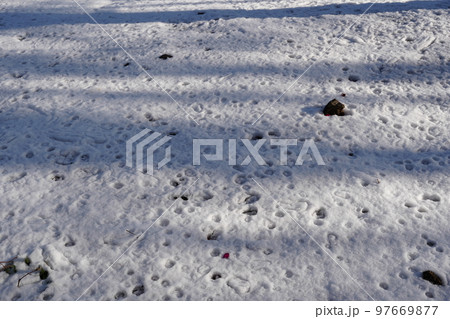 真っ白な雪の上にピンク色のハート型のサザンカの花びらが落ちる 97669877