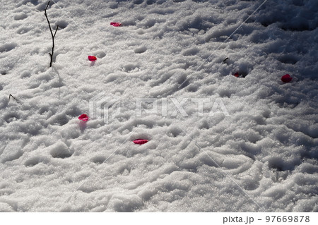 真っ白な雪の上にピンク色のハート型のサザンカの花びらが落ちる 97669878
